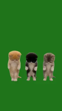 trio kitten dance 