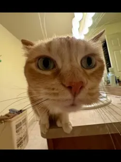 Drôle 🤣 chat humour 