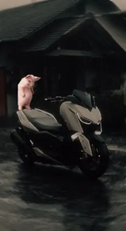 Dancing pig