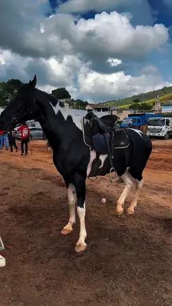 feras_do_agroo