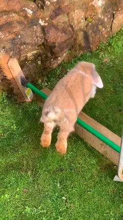 Smudge jumping 💗🫶🏻