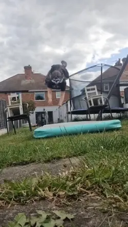 KODASSS VIDDD
