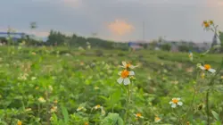 Mẫu video ngang 