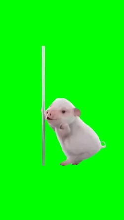 dancing pig