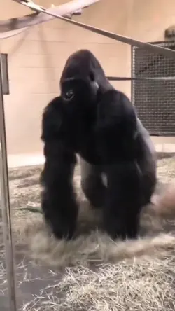 Gorilla Transition
