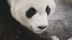 Funny panda templat