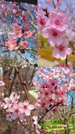 桜 | cherry blossom
