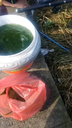 Cara mencampur essen