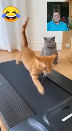 funny cat