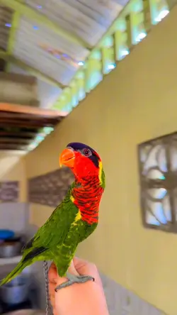 Suara burung🕊️