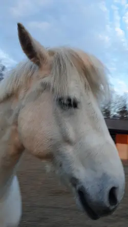 Bästa stallet