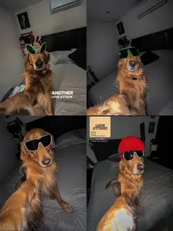 4 pics 