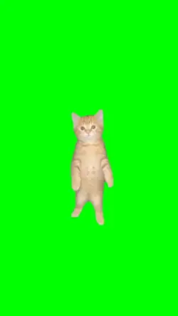 cat dancing trend