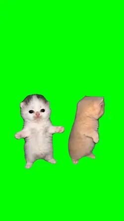 SHAKE IT KITTEN MEME