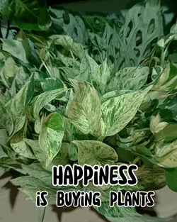 happiness is...