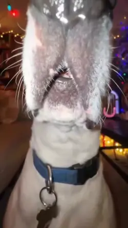Funny Dog meme