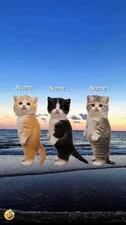Cute Cat Dance 