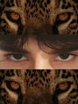 stare of jaguar