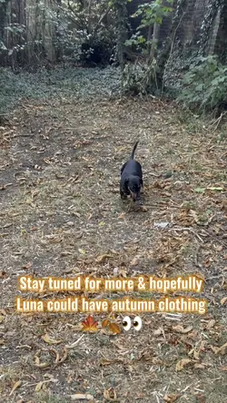 Luna & the leafs🍁🍂