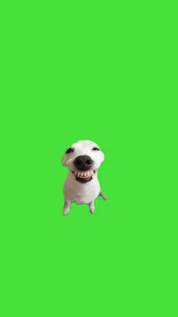 Dog Laugh