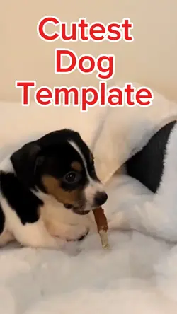 CUTEST DOG TEMPLATE🐶