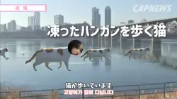 【大流行🐈】凍ったハンガンを歩く猫