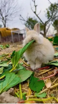 Cute rabbit 
