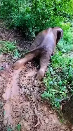 gajah seluncur