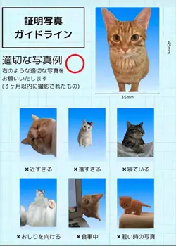 証明写真ガイドライン