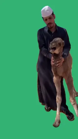 camel meme