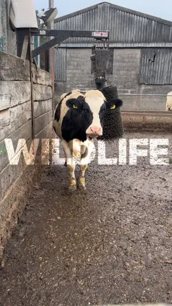 Wildlif