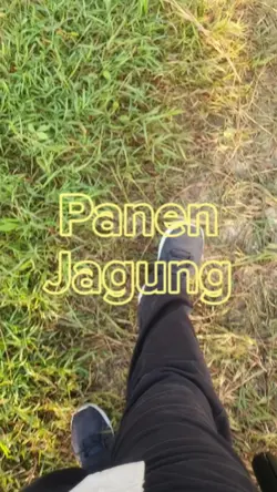 BTS panen jagung