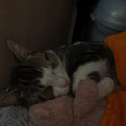 cat edit