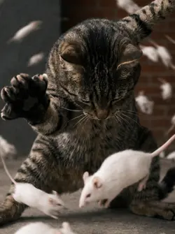 Super Cat