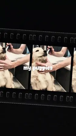 My puppies