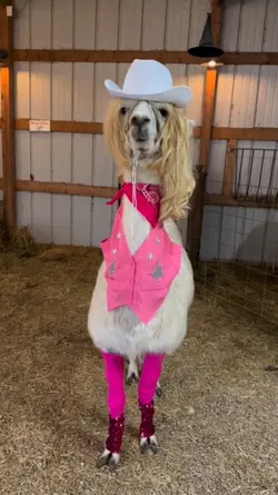 funny camel meme 