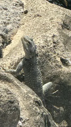 Lizard Point 