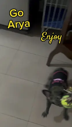 Playing dog
