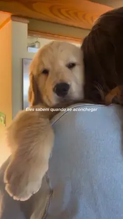 Amor sem palavras 🐶