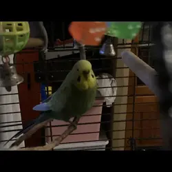 Pardon dance