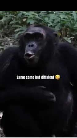 Chimp