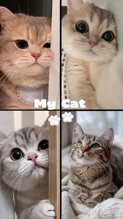 My Cat