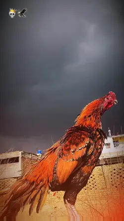 Gharo Chak Da Gay