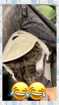 Pets Voice Over