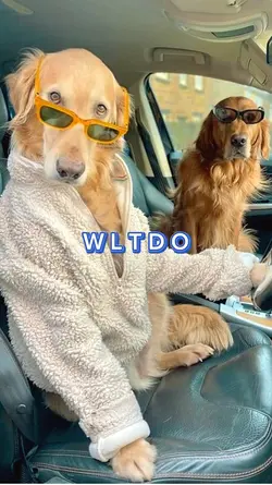 Who Let the Dogs Out