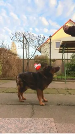 Hund