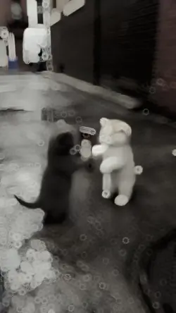 CAT SLOWMOTION