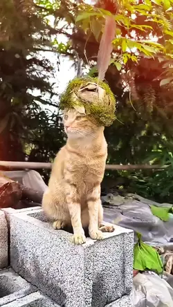 Kucing Lucu