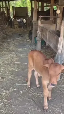 seruduk sapi 