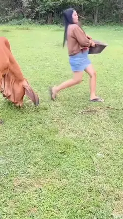 seruduk sapi 